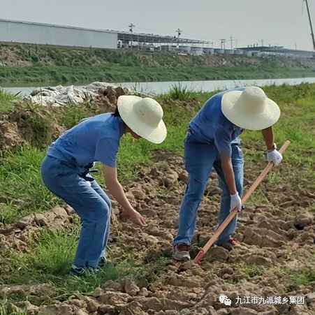 党建引领 乡村振兴——让田间低头成为一线实践的主战场2309.png